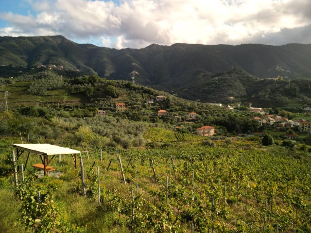 Visit Lievàntu Wine Experience Tour & tasting in Levanto Valley in Sestri Levante