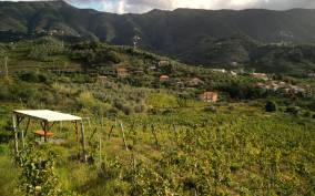 Lievàntu Wine Experience: Tour & tasting in Levanto Valley