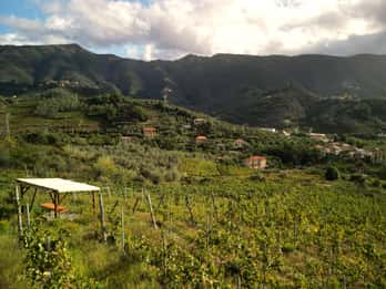 Lievàntu Wine Experience: Tour e degustazione nella Valle di Levanto
