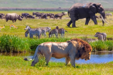 Arusha: 5 Dagen Tarangire, Serengeti, Ngorongoro en Manyara