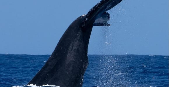 Oahu: Private Sunset Humpback Whale Watching Tour