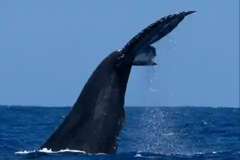Oahu: Humpback Whale Watching Tour