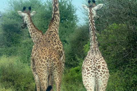 Nairobi: National Park Tour Experience