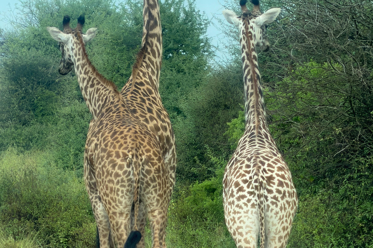 Nairobi: National Park Tour Experience