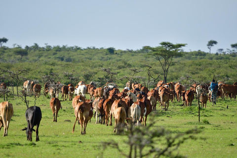 Safari de 4 días en el Parque Nacional de Masaai Mara y Lago Nakuru