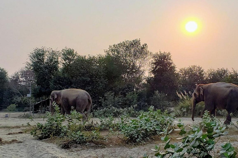 Z Agry: Wizyta na wycieczce na rzecz ochrony słoni Wildlife SOS