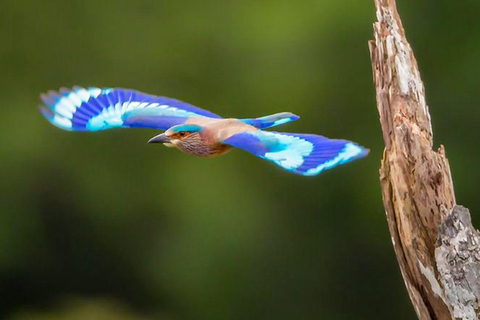 Sinharaja Rain forest Birdwatching Tour (Pickup Includes) Pickup/drop off from /to Galle