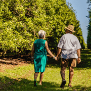 Bundaberg: Macadamia Orchard Tour