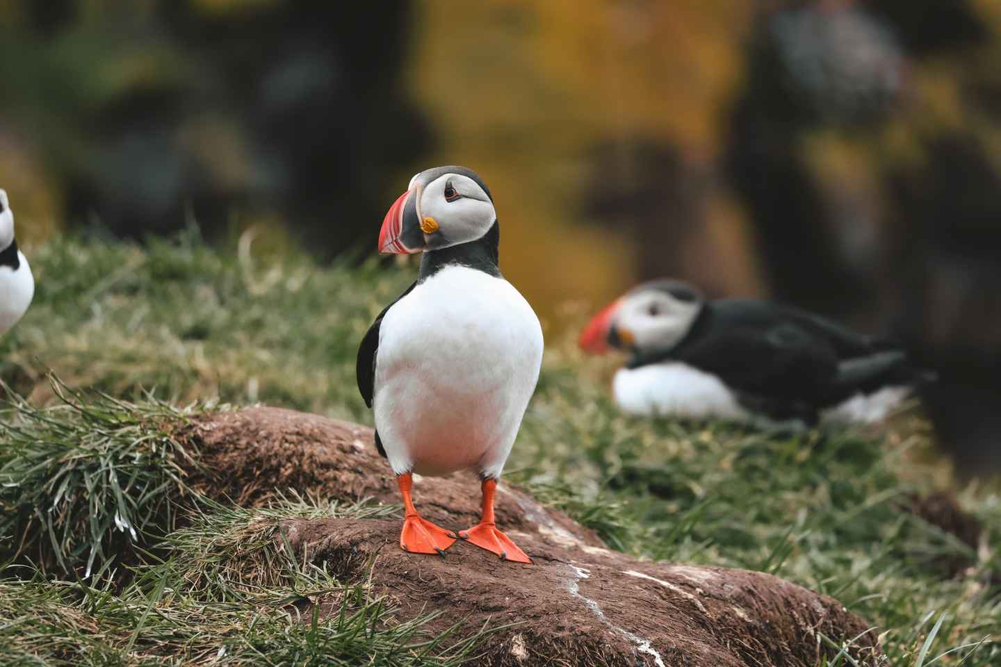 Eastfjords Elves, Puffins and Vok Baths from Seydisfjordur - Eastfjords Elves, Puffins and Vok Baths from Seydisfjordur