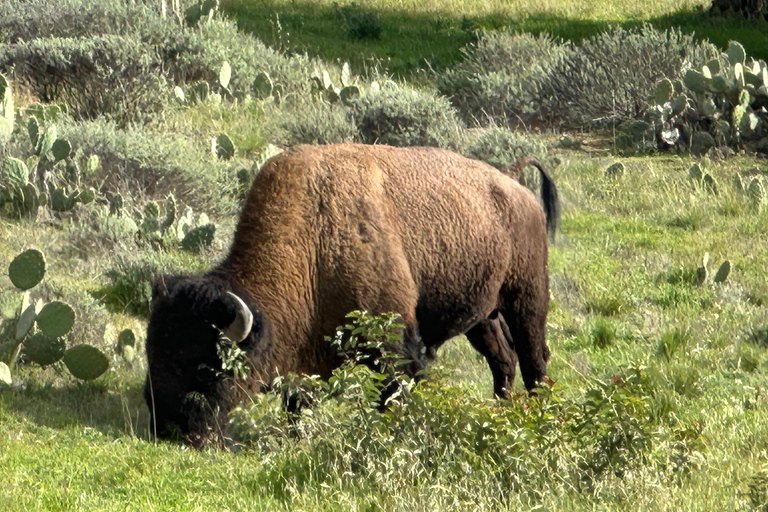 Avalon, Catalina Island: 2 uur durende avontuurlijke rondleiding door de binnenkant