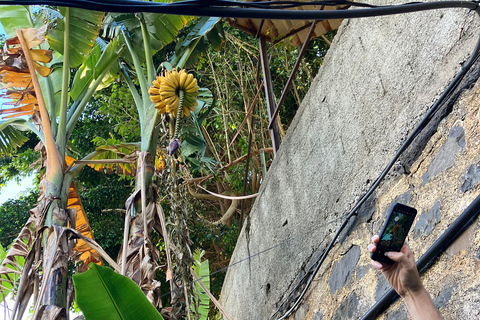 Madeira: Banana Plantation Guided Tour with Tasting