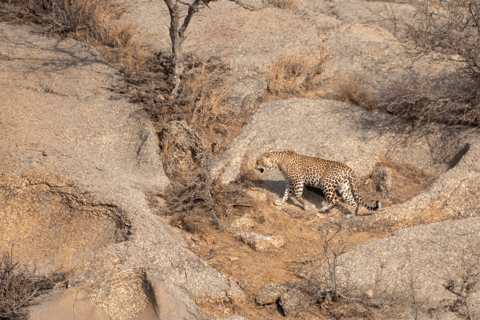 Excursión al Safari en Leopardo de Jawai