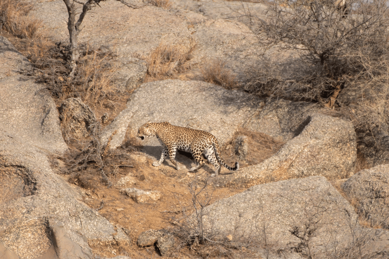 Excursión al Safari en Leopardo de Jawai