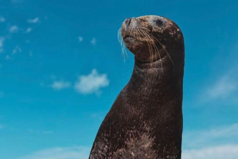 Cancún: Isla Mujeres Sea Lion Encounter