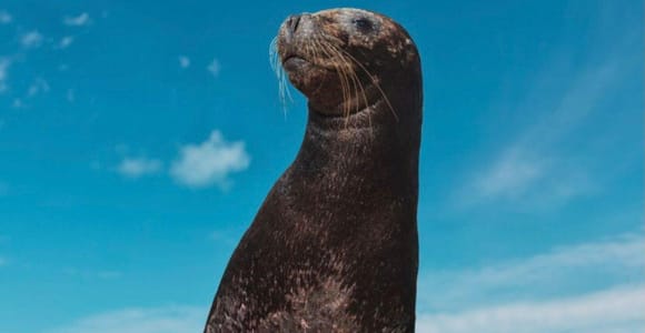 Cozumel: Chankanaab Park, Sea Lion Encounter with Softdrinks