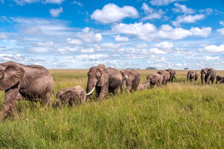 Ngorongoro-Krater: Big 5 Safari-Tagestour mit Camping-Tour
