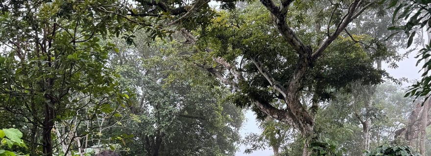 Zagala Nueva : une expérience autour du café costaricien dans les montagnes