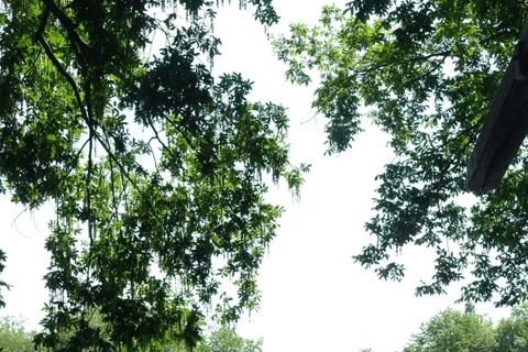 Enjoy Hangzhou Like Lords: West Lake’s Boat, Tea, Painting