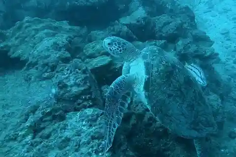 Caño Island Biological Reserve - Snorkling eller dykning