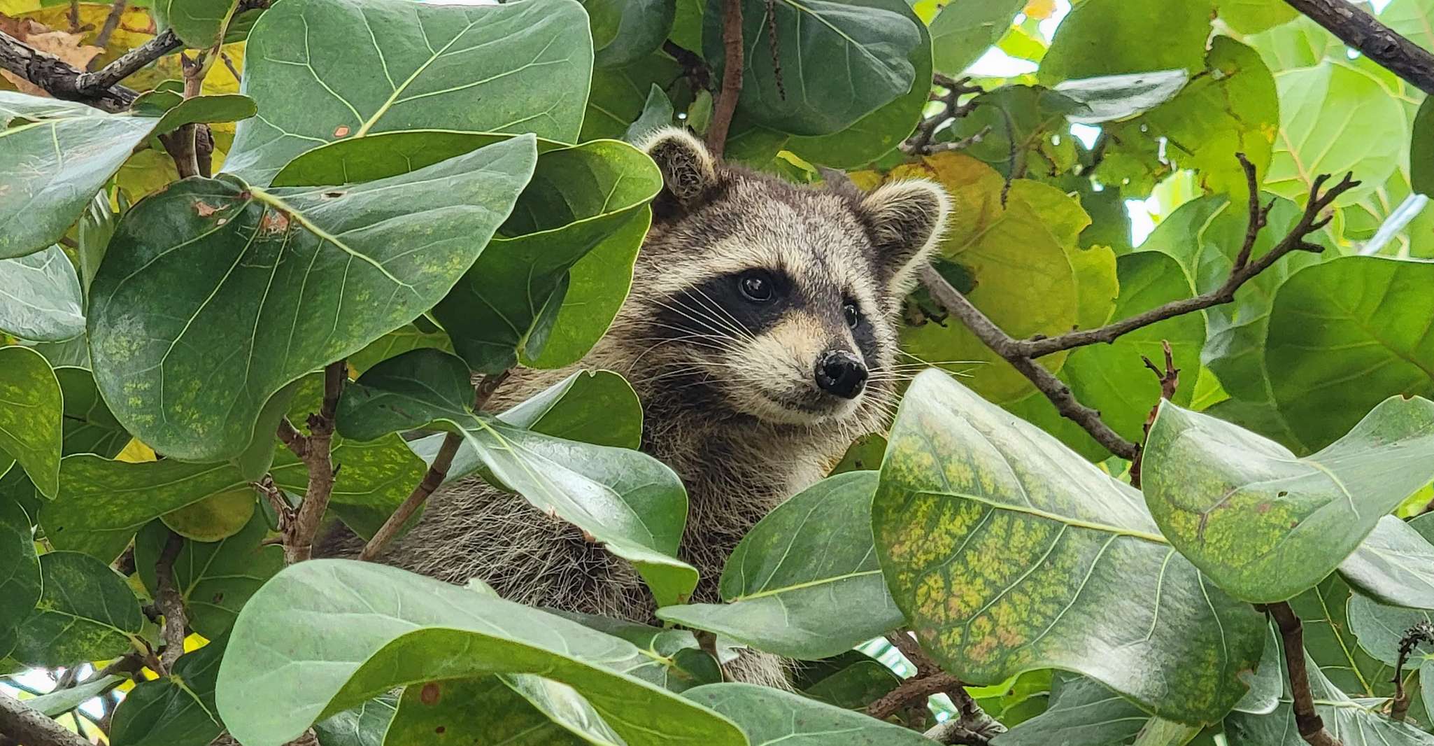 Raccoon Island, Exploration on SUP/Kayak - Housity