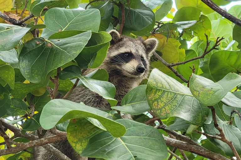 Raccoon Island: Erkundung mit SUP/Kajak