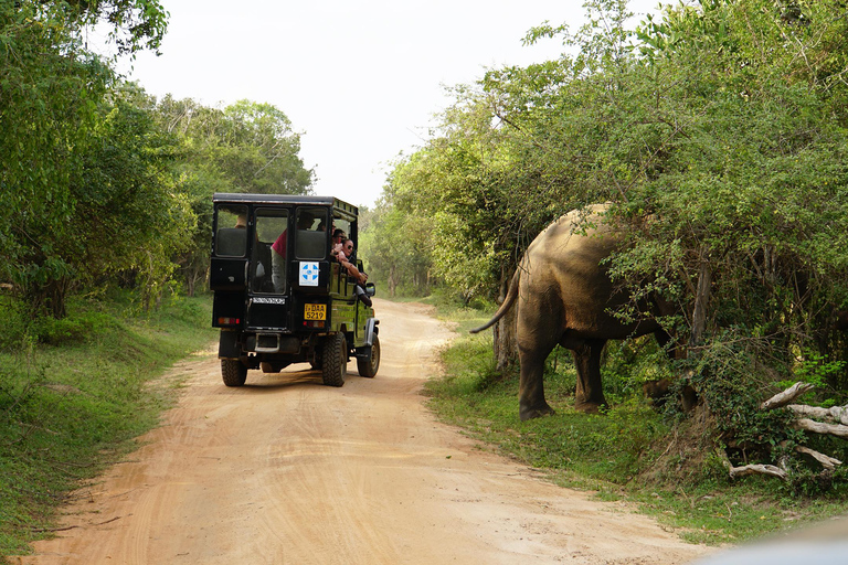 2 dagen in Sri Lanka: All-inclusive rondreis naar Ella en Kandy met 4-sterren hotel