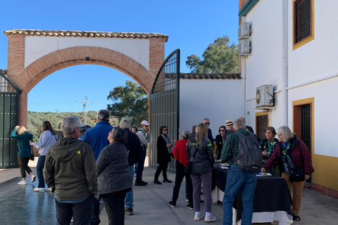 &quot;Oro Bailén&quot;: Explore the Oil Mill + TastingTour of Oro Bailen mill + tasting (Spanish)