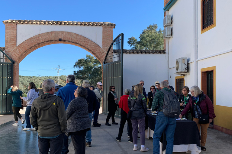 &quot;Oro Bailén&quot;: Explore the Oil Mill + TastingTour of Oro Bailen mill + tasting (Spanish)