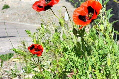 Historische Tour:Garni,Geghard,Sinfonie der Steine,Blick auf den Ararat