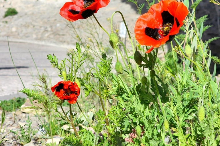 Historische Tour:Garni,Geghard,Sinfonie der Steine,Blick auf den Ararat