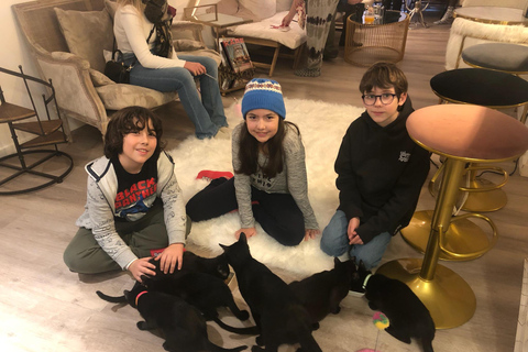 Bilbao: 1 Hour Entry Ticket to a Cat Café