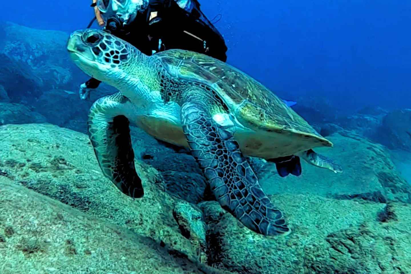 Tenerife: Your First Scuba Diving Experience in Turtle Area