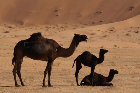 Safári de luxo com pernoite no deserto em Salalah