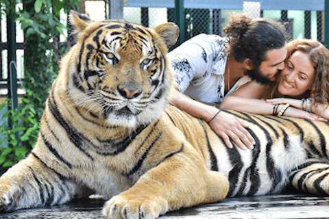 Phuket: Educational Tiger Conservation Tour with Transfers Smallest Tiger