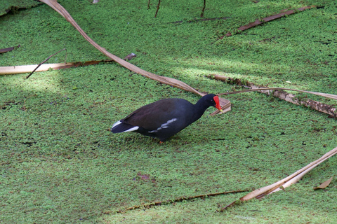 Oahu: Wycieczka prywatna Waikiki - Pełny krąg wysp - Możliwość dostosowania