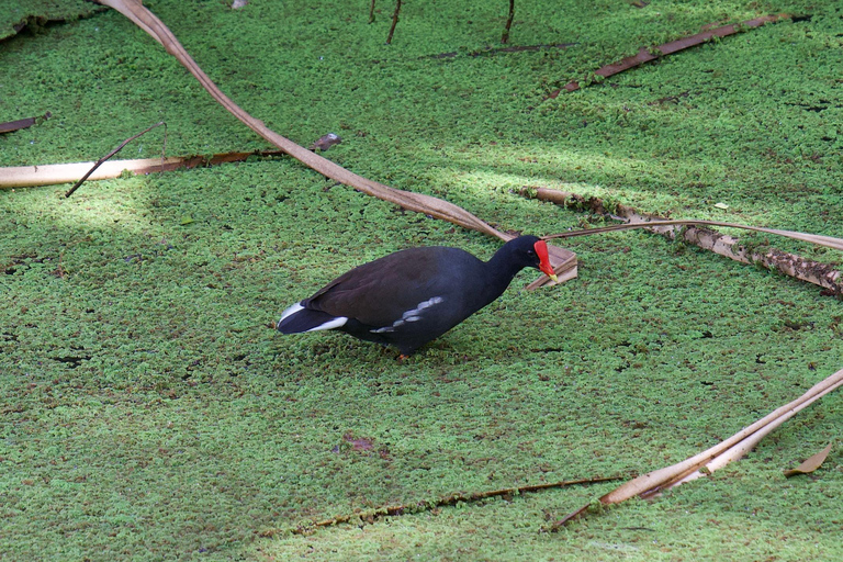 Oahu: Wycieczka prywatna Waikiki - Pełny krąg wysp - Możliwość dostosowania