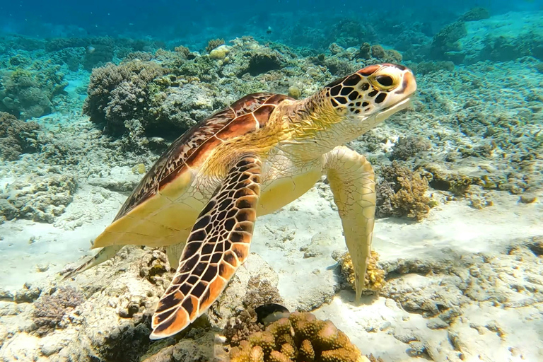 Labuan Bajo: 5-Day Komodo to Gili Trawangan Whale Shark Tour Standart Boat | Sharing Deck | No WHALE SHARK