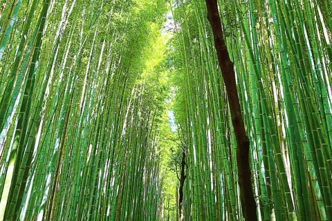 Kyoto: 12 principais destaques Excursão guiada de 1 dia pela cidade