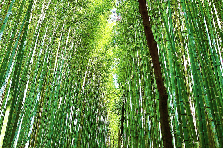 Kyoto: 12 Top-Highlights Ganztagestour mit Stadtführung