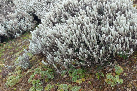 &quot;Die Wildnis erkunden: Eine 4-tägige Wanderung durch die Bale Mountains&quot;