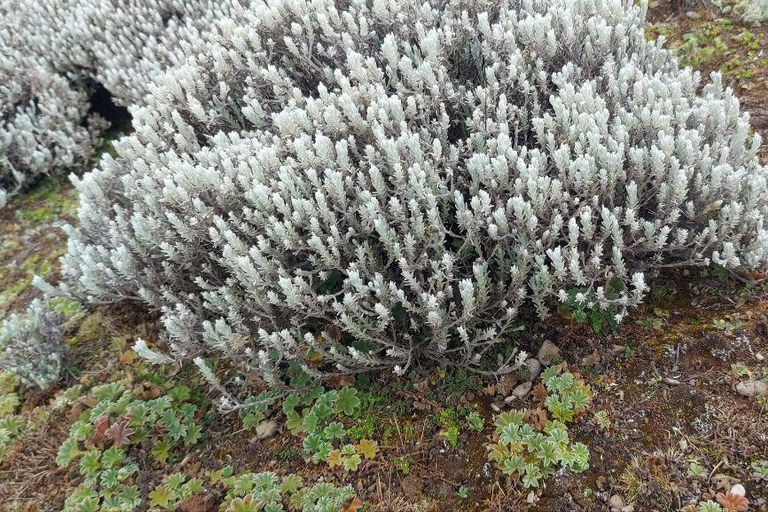 &quot;Die Wildnis erkunden: Eine 4-tägige Wanderung durch die Bale Mountains&quot;