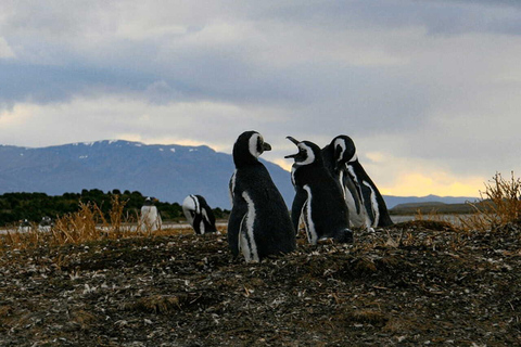 Ushuaia: Adventure and Fueguina Fauna with Animal Encounter of Your Choice Ushuaia: Adventure and Fueguina Fauna with Animal Encounter - Huskie Walk-