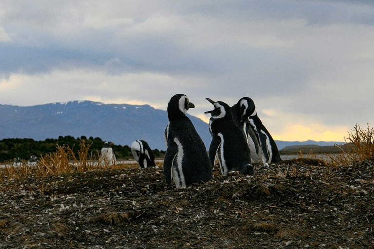 Ushuaia: Adventure and Fueguina Fauna with Animal Encounter of Your Choice Ushuaia: Adventure and Fueguina Fauna with Animal Encounter - Huskie Walk-