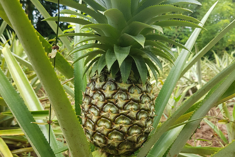 Zanzibar: Spice Farm Tour with Stone Town Food Market Visit