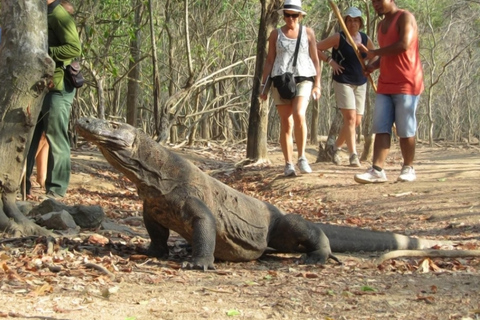 A melhor experiência em Labuan Bajo: 6 destinos incríveis