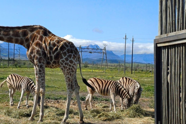 Città del Capo: degustazione di vini, casa delle giraffe e incontro con il ghepardo