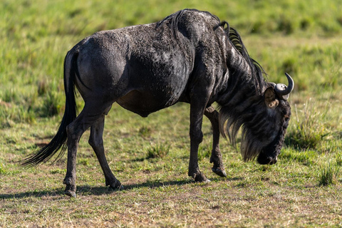 Masai Mara, Amboseli, Nakuru, & Naivasha Lakes 7-Day Safari