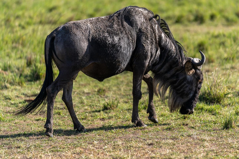 Masai Mara, Amboseli, Nakuru, & Naivasha Lakes 7-Day Safari
