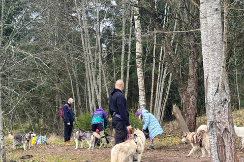 Riga : Randonnée avec des huskys sur le sentier de la nature