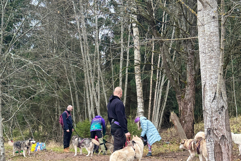 Riga : Randonnée avec des huskys sur le sentier de la nature